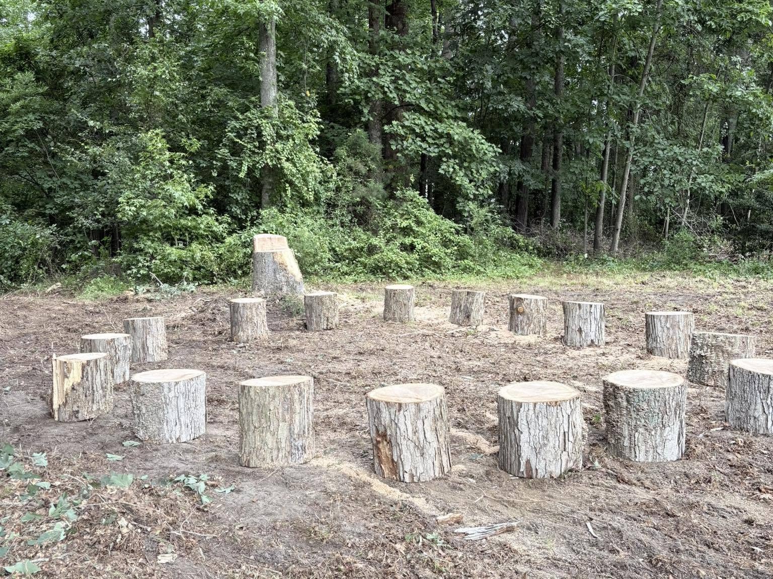 The stump circle in the Play Forest at The Laurel School, ringed by trees